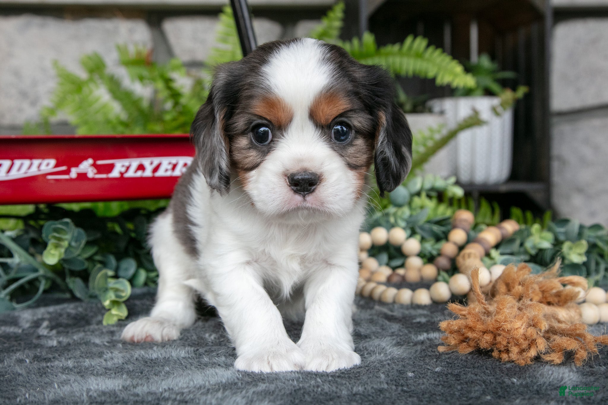 Cavalier King Charles Spaniel dogs Kai - Ad 1