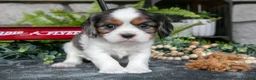 Cavalier King Charles Spaniel dogs for sale: Kai - Ad 1