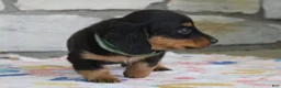 Miniature Dachshund dogs for sale: Asher - Ad 3