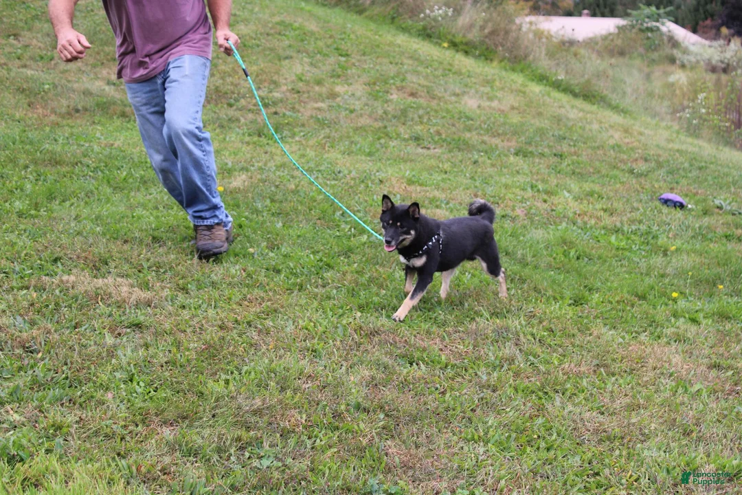 Shiba Inu dogs for sale: Mittens - Ad 12