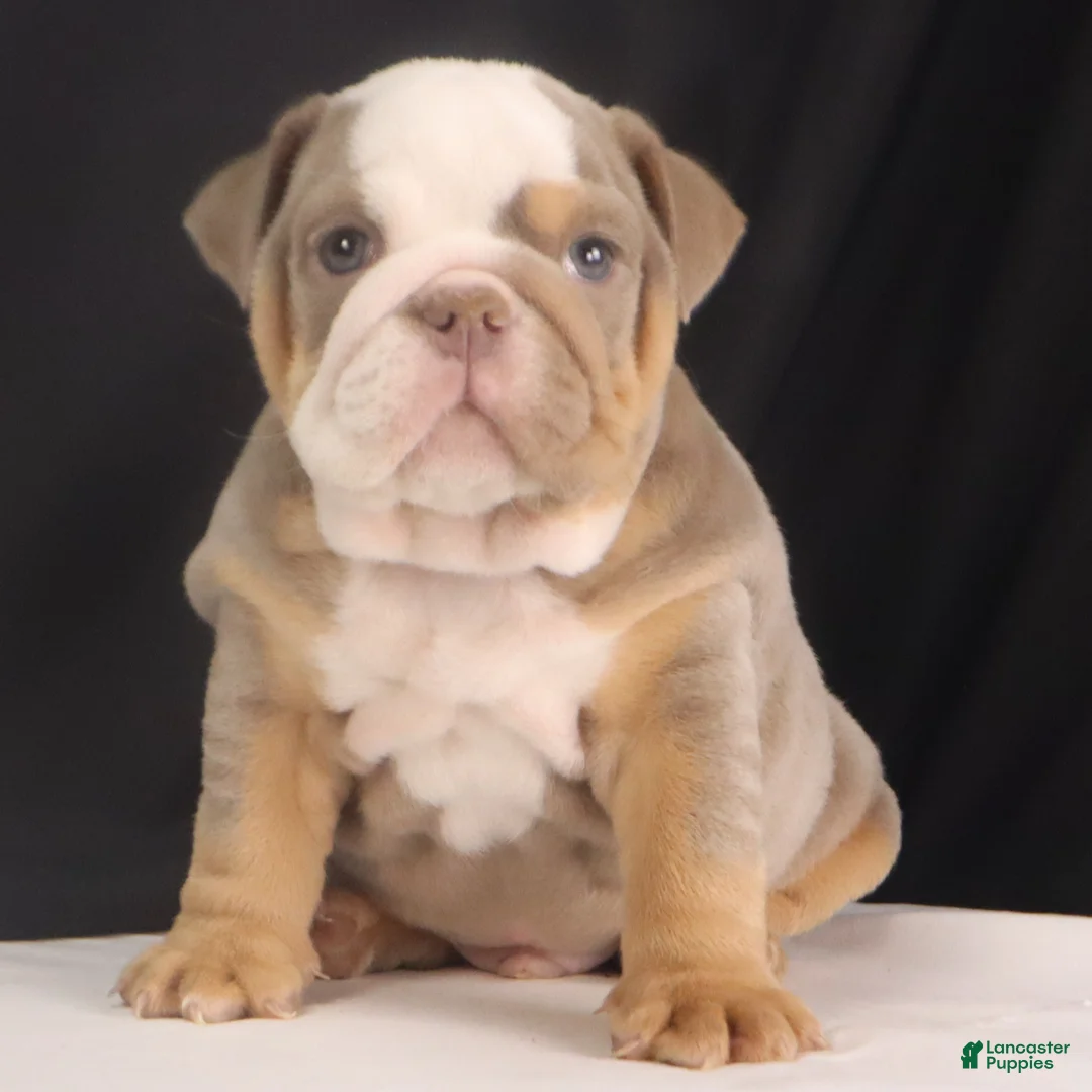 English Bulldog dogs for sale: Tyler - Ad 15