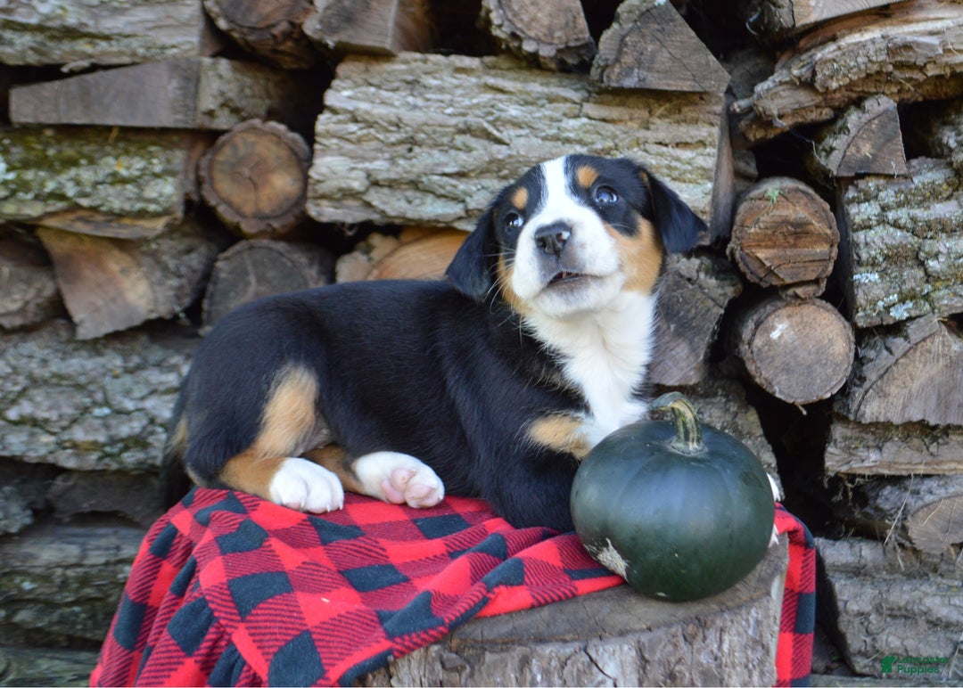 Greater Swiss Mountain Dog dogs for sale: Grace - Ad 3