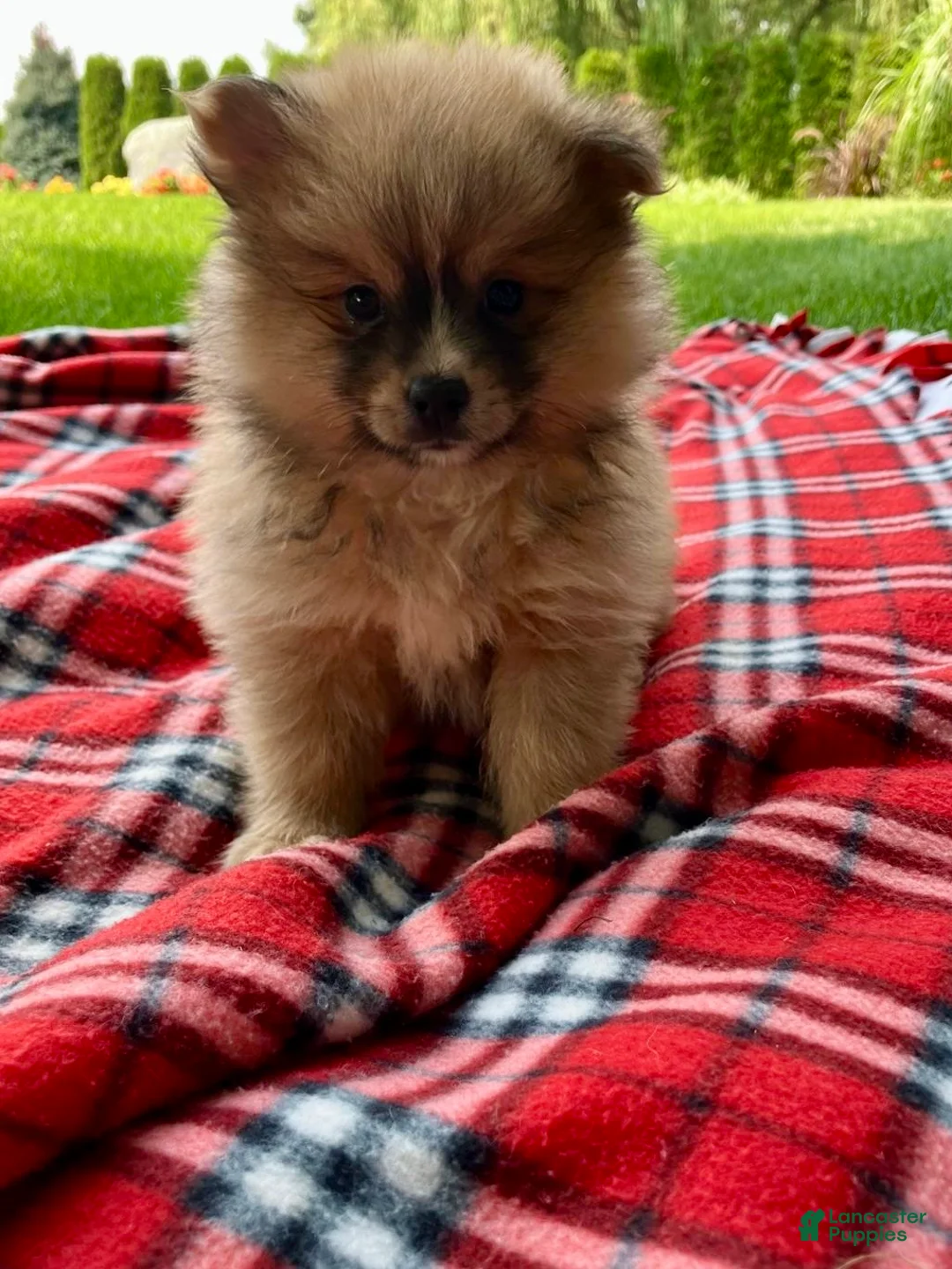 Pomeranian dogs for sale: Prince - Ad 5