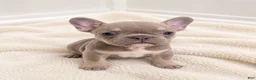 French Bulldog dogs for sale: 🐾 Meet Mochi – AKC French Bulldog Male Ready for His Forever Home! - Ad 3