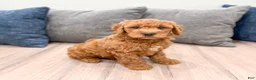 Mini Goldendoodle dogs for sale: Isabella - Ad 6