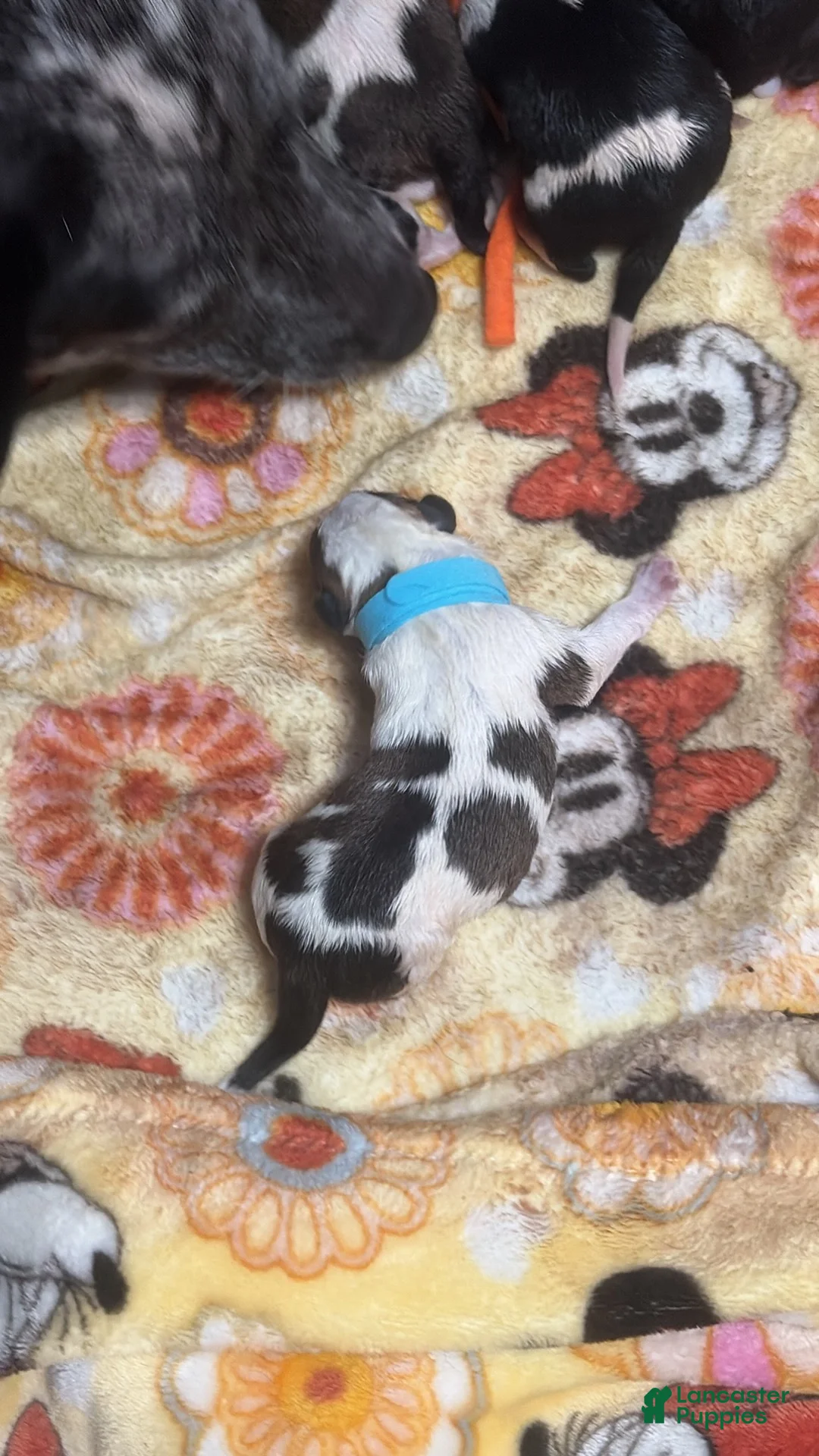 Australian Cattle Dog dogs for sale: Australian Cattle Dog 1 - Ad 1