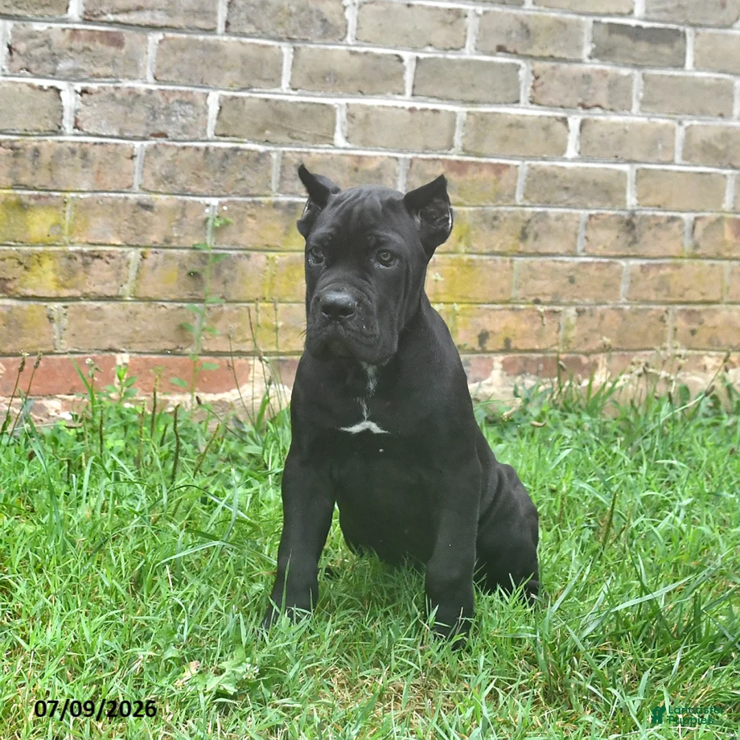 Cane Corso dogs for sale: Diamond - Ad 1