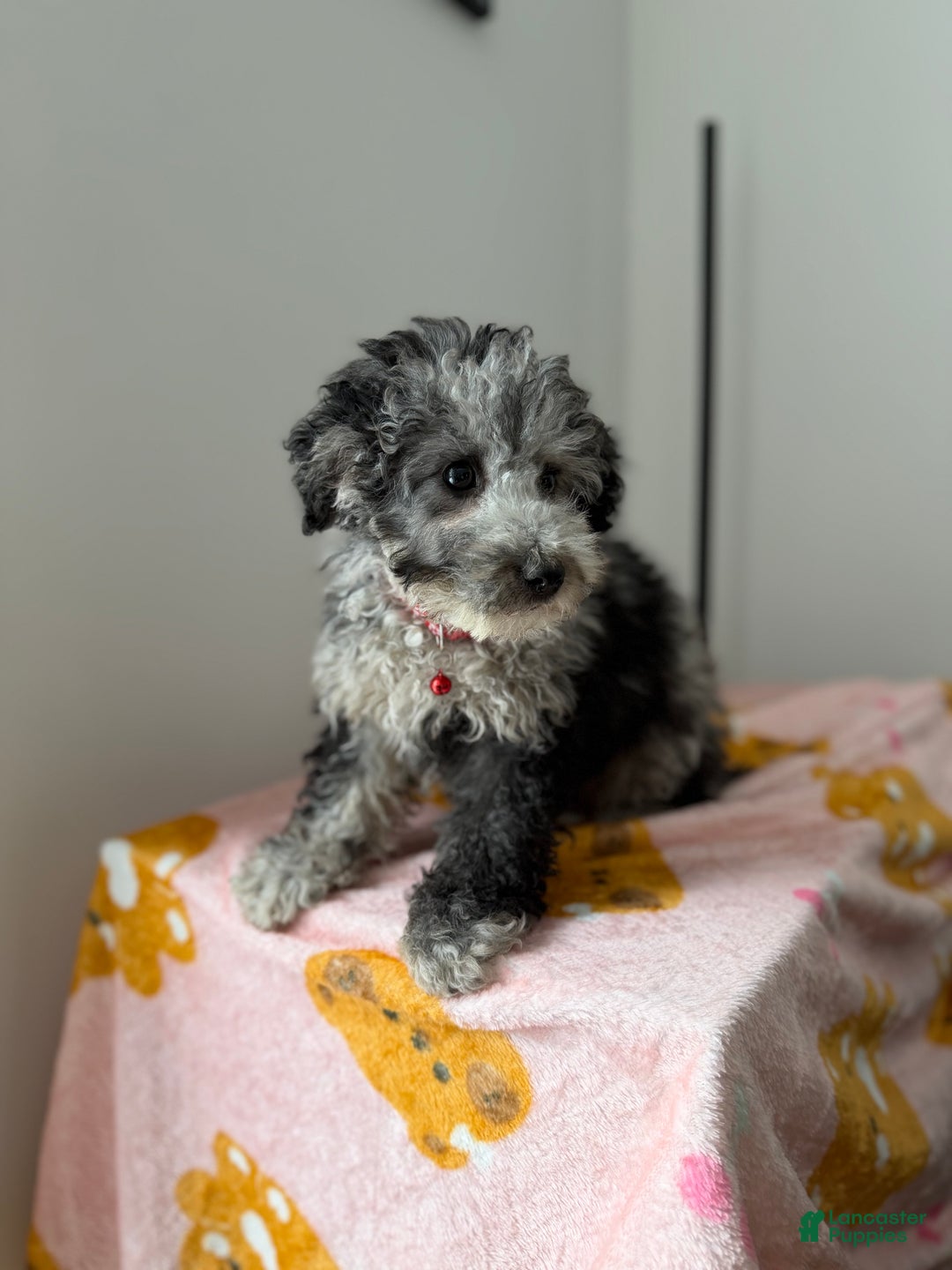 Toy Poodle dogs for sale: Chrome  - Ad 1