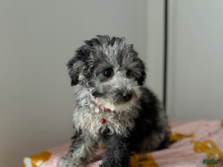 Toy Poodle dogs Chrome - Ad 22