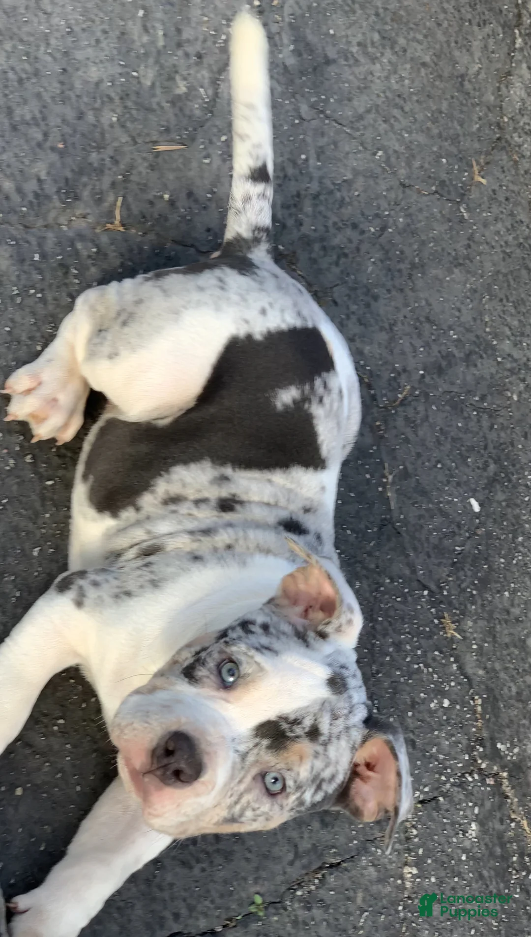 American Bully dogs for sale: Snow White - Ad 3