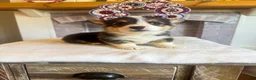 Welsh Corgi Pembroke dogs for sale: Tortellini - Ad 3