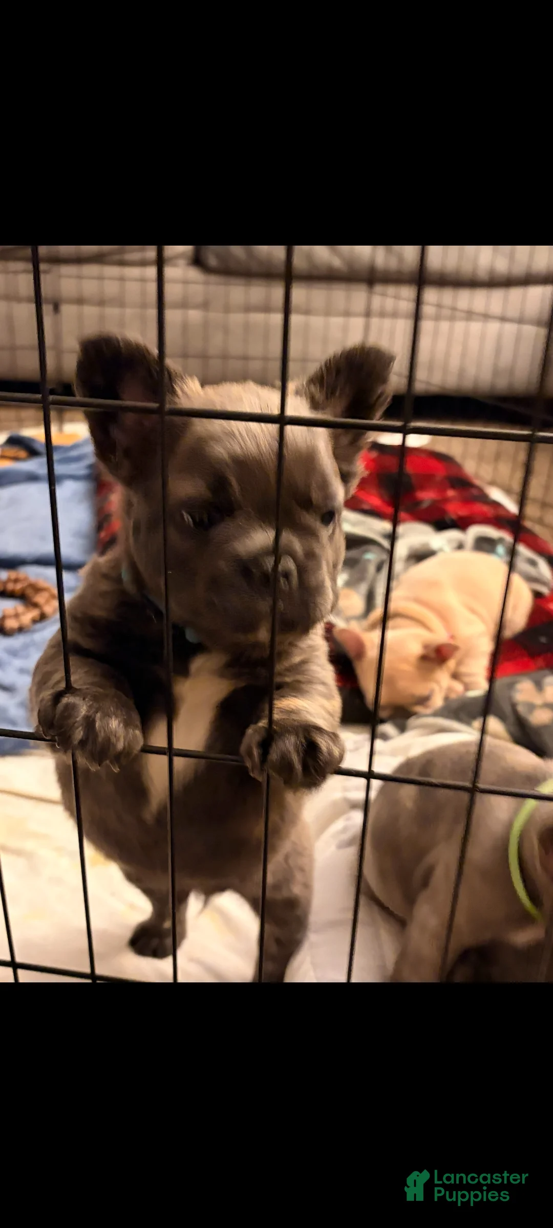 French Bulldog dogs for sale: Sumo - Ad 4