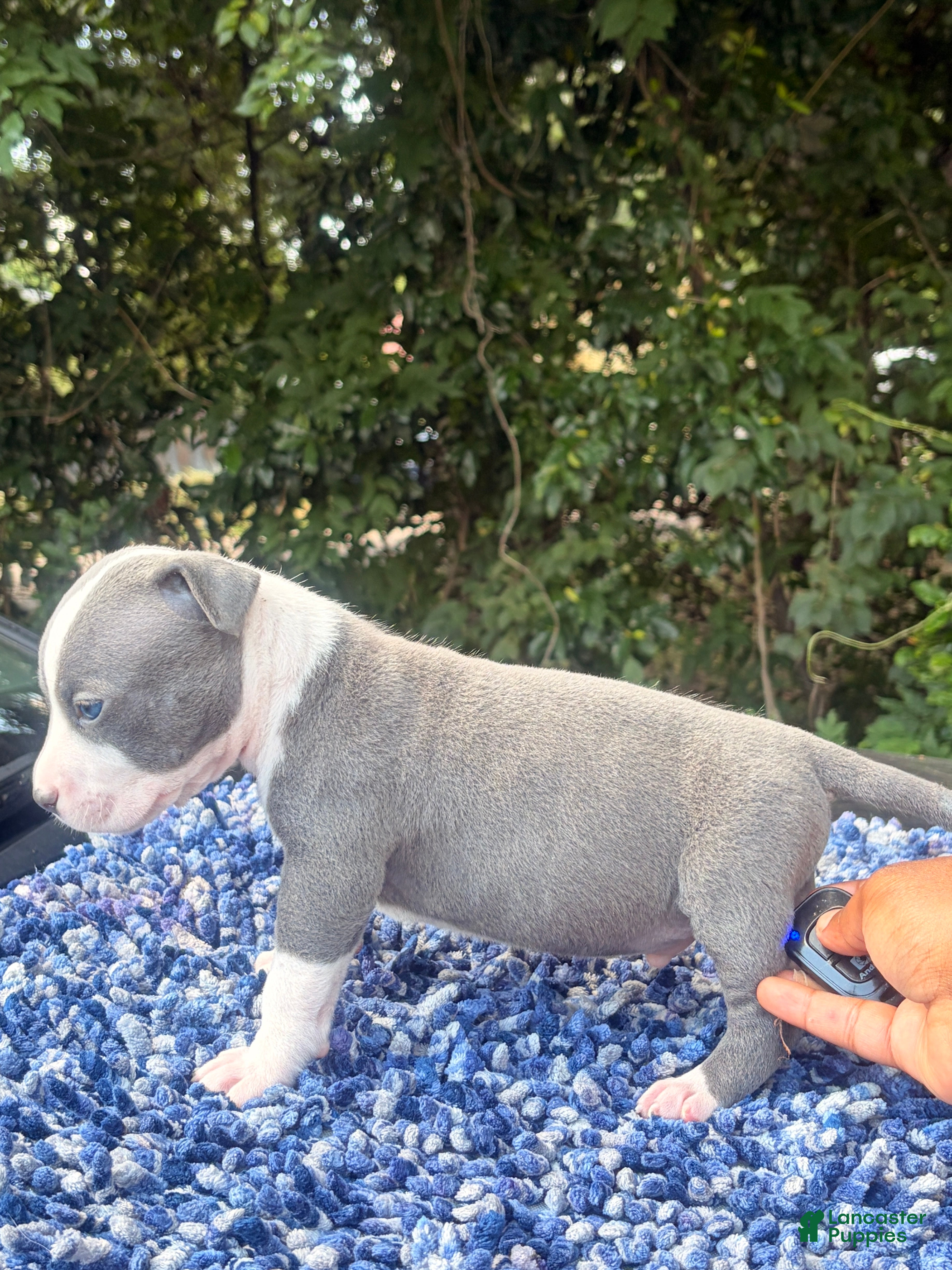 American Bully dogs C2 - Ad 2