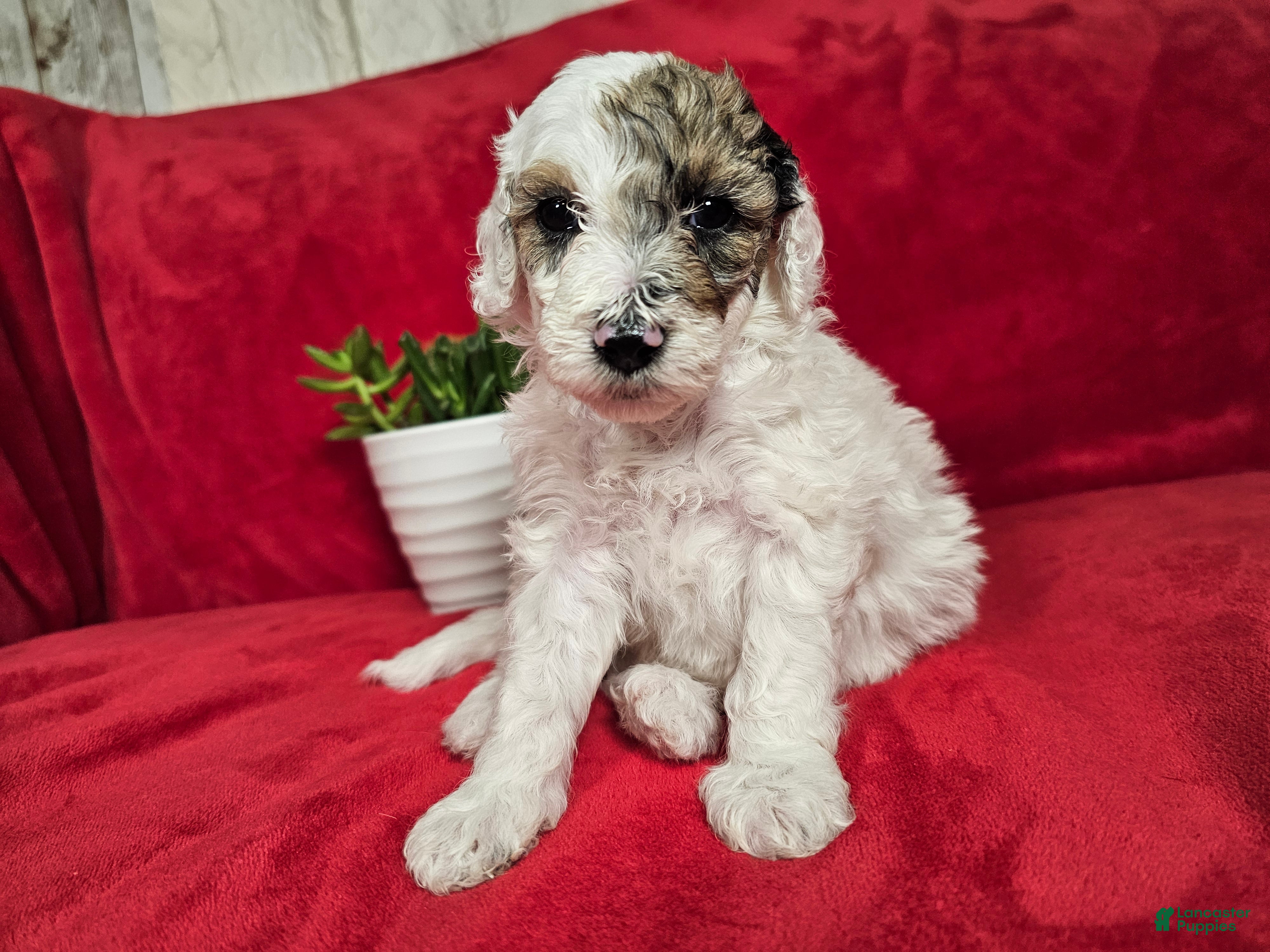 Mini Goldendoodle dogs Sage - Ad 1