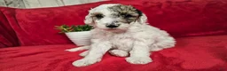Mini Goldendoodle dogs for sale: Sage - Ad 13