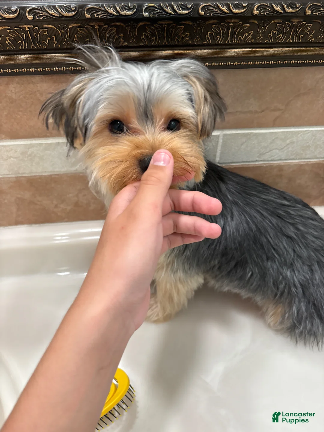 Yorkshire Terrier dogs for sale: Yorkshire Terrier Brownie - Ad 2
