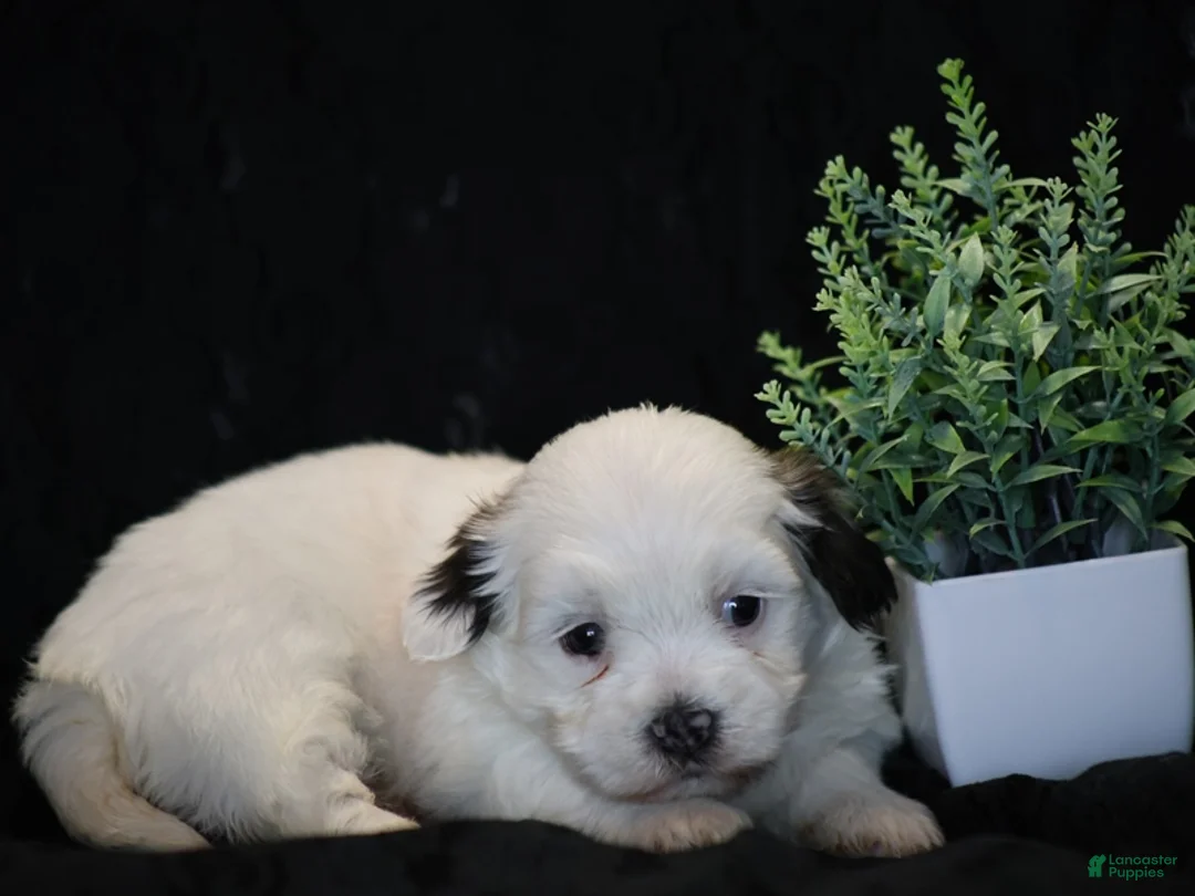 Mixed Breed dogs for sale: Shira - Ad 2