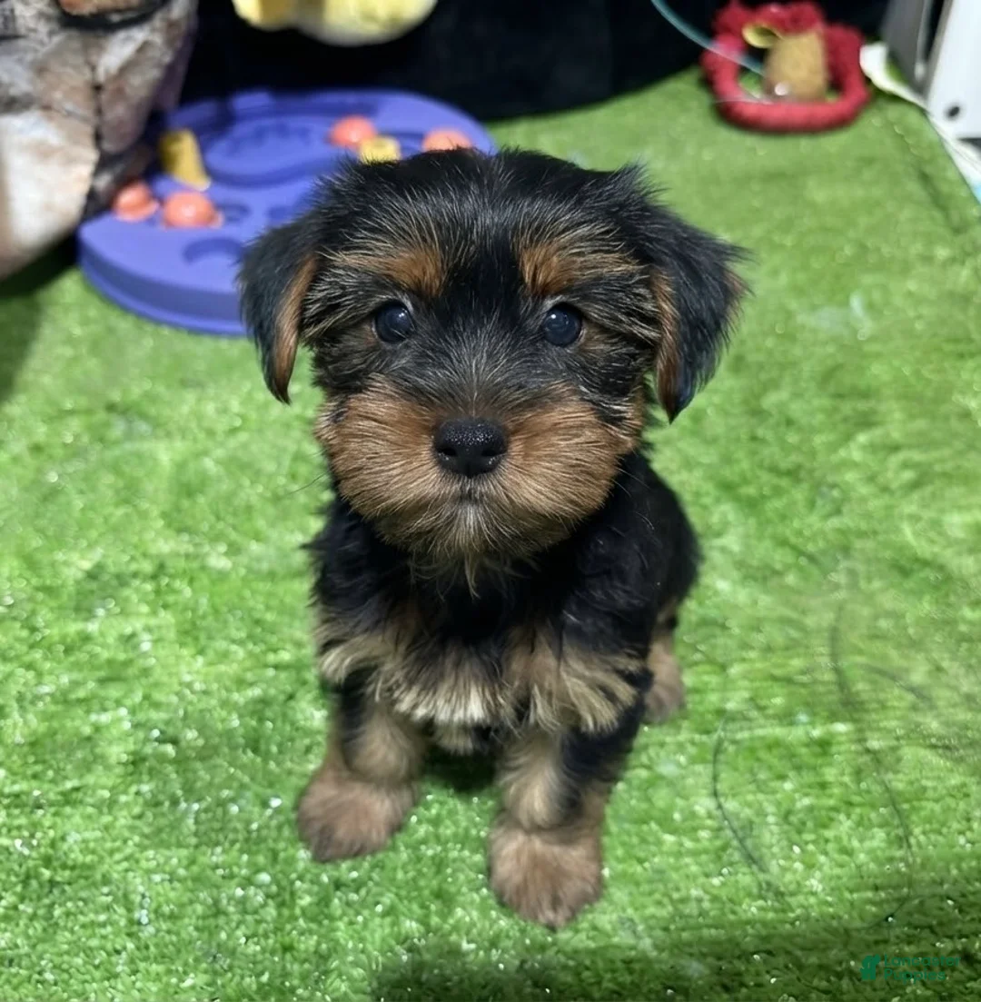 Yorkshire Terrier dogs for sale: Fiona - Ad 1