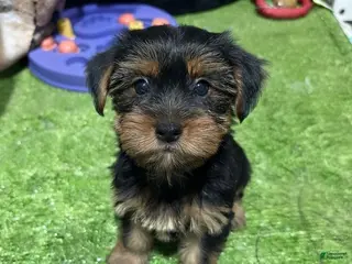 Yorkshire Terrier dogs Fiona - Ad 8