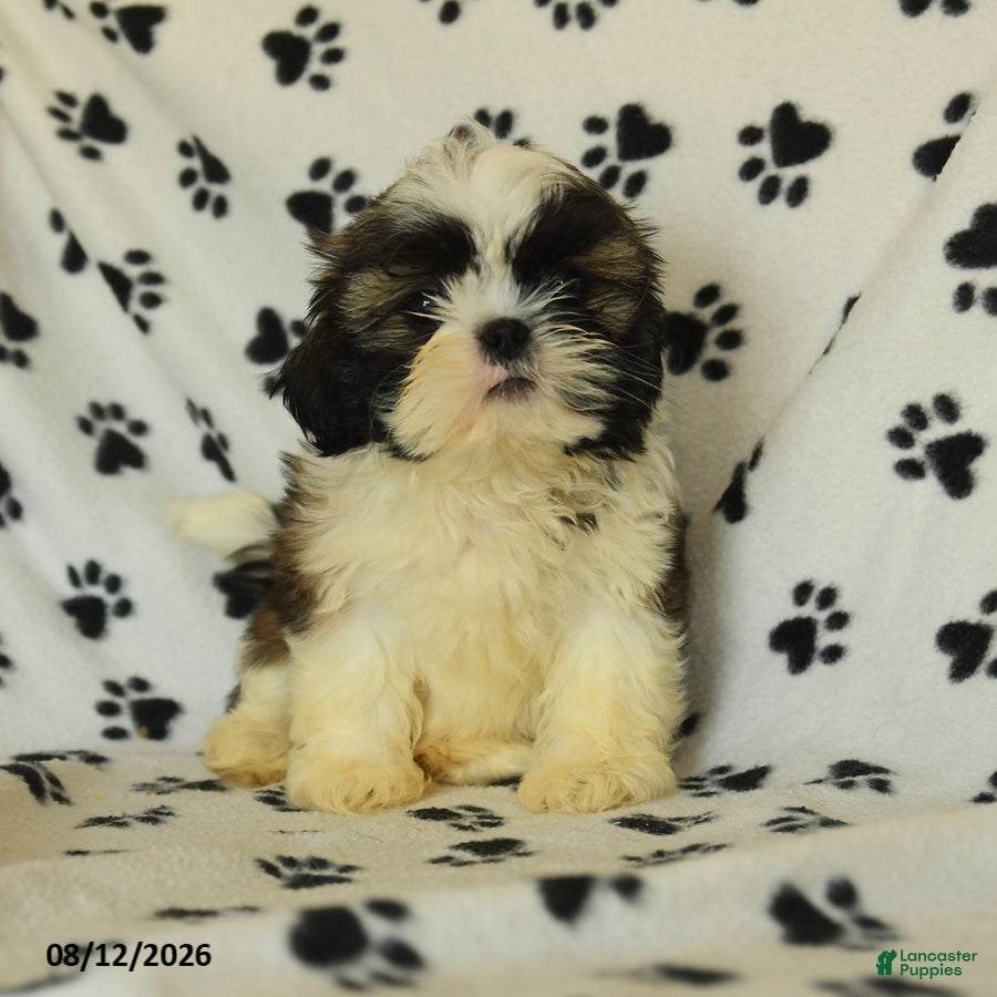 Shih Tzu dogs Moose - Ad 1