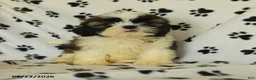Shih Tzu dogs for sale: Moose - Ad 1