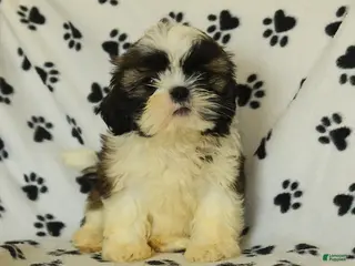 Shih Tzu dogs Moose - Ad 2