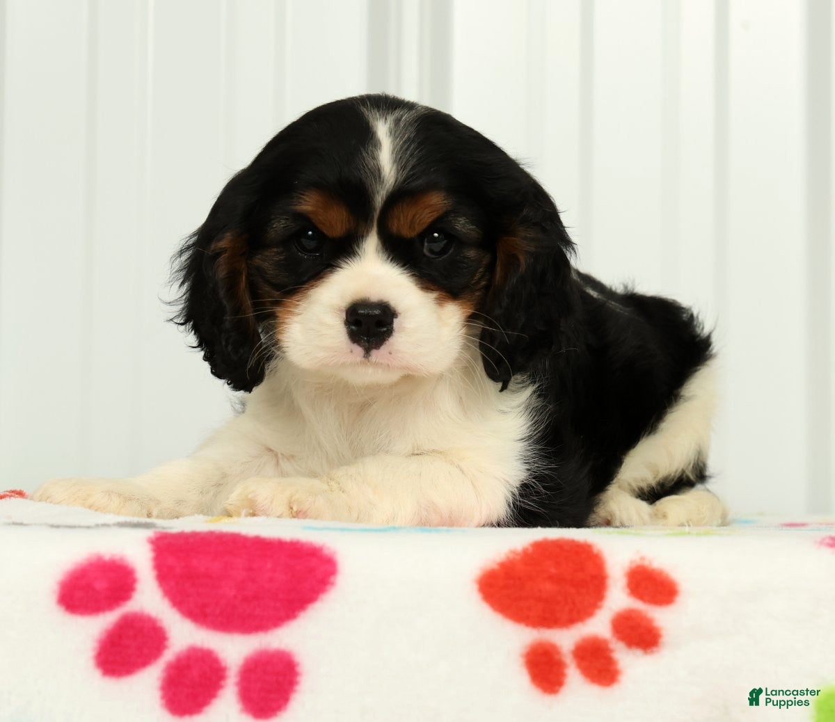 Cavalier King Charles Spaniel dogs Twixy - Ad 1