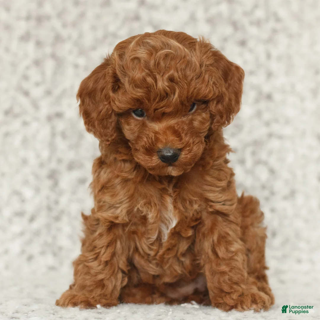Toy Poodle dogs for sale: Tegan  - Ad 3