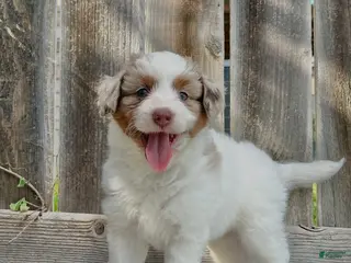 Mini Aussiedoodle dogs for sale: Hercules - Ad 1