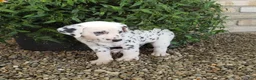 Dalmatian dogs for sale: Sparkey - Ad 5