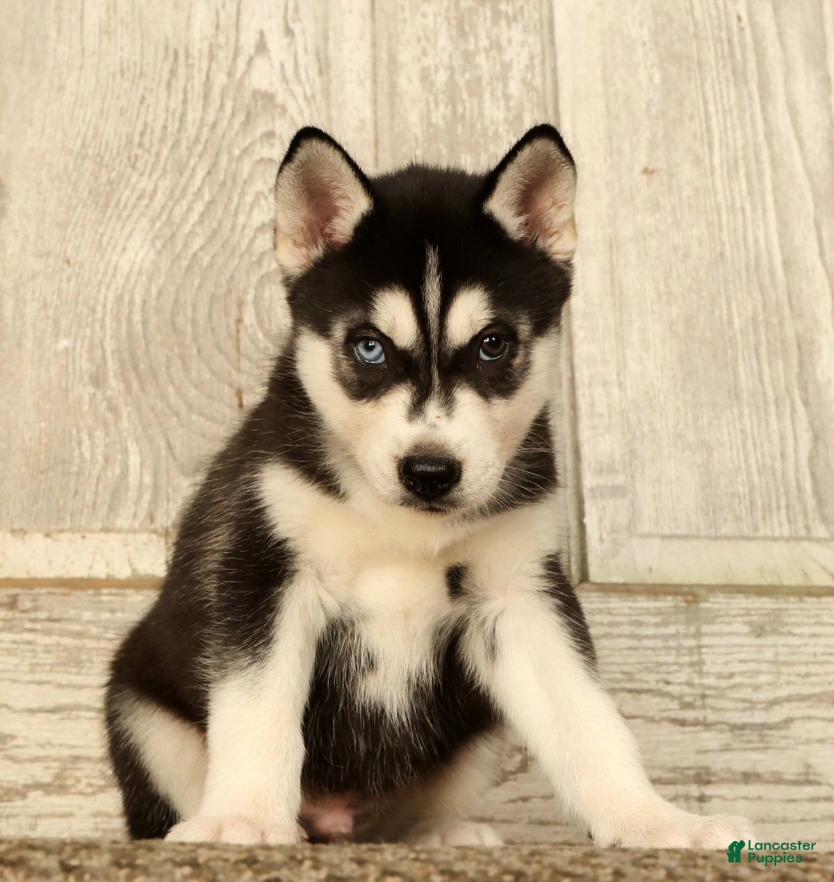 Siberian Husky dogs Sammy - Ad 1