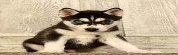 Siberian Husky dogs for sale: Sammy - Ad 1