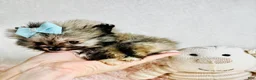 Pomeranian dogs for sale: Pomeranian 1 - Ad 2