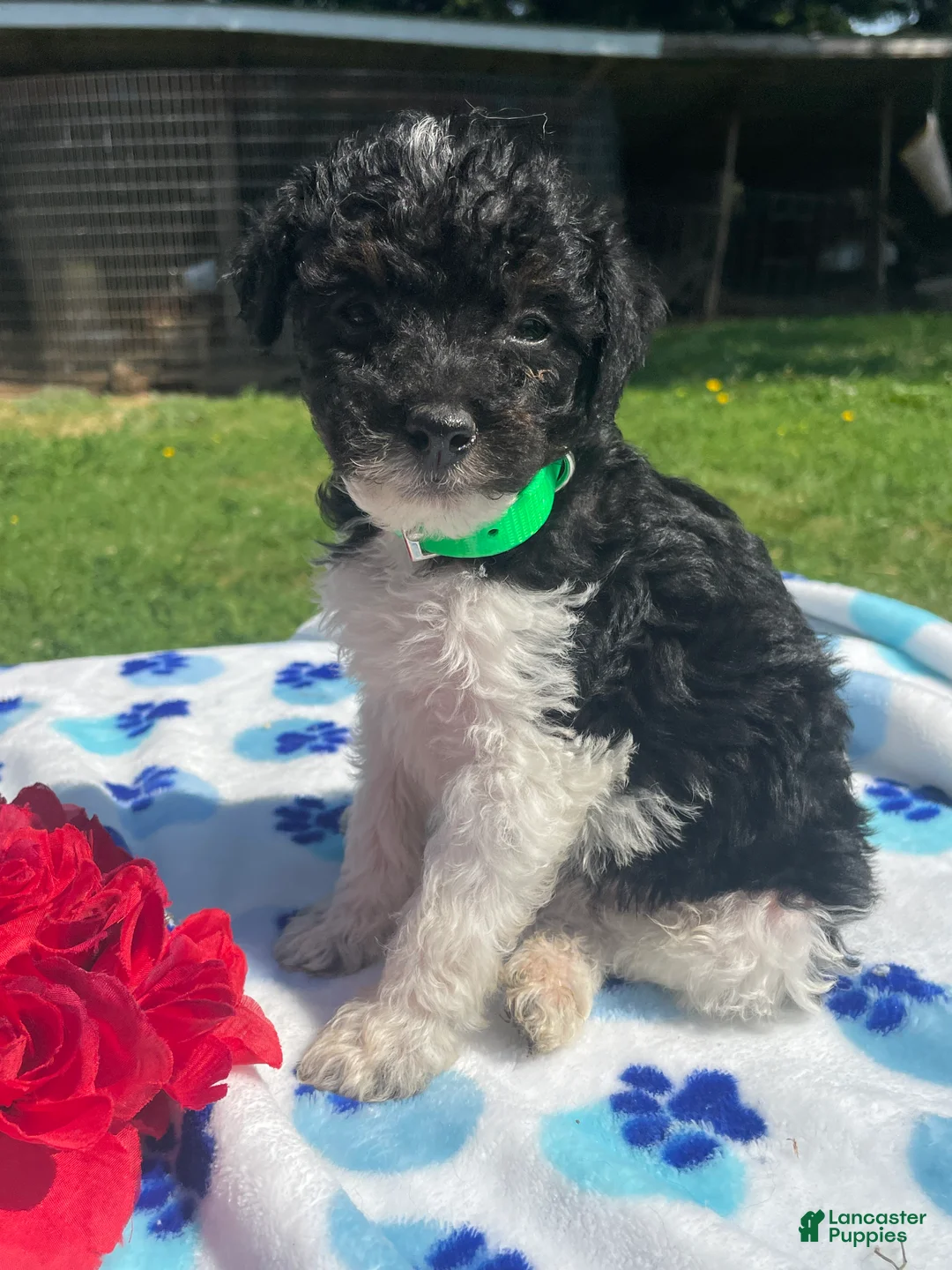 Mixed Breed dogs for sale: Neville - Ad 4