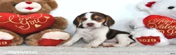 Beagle dogs for sale: Piper - Ad 3