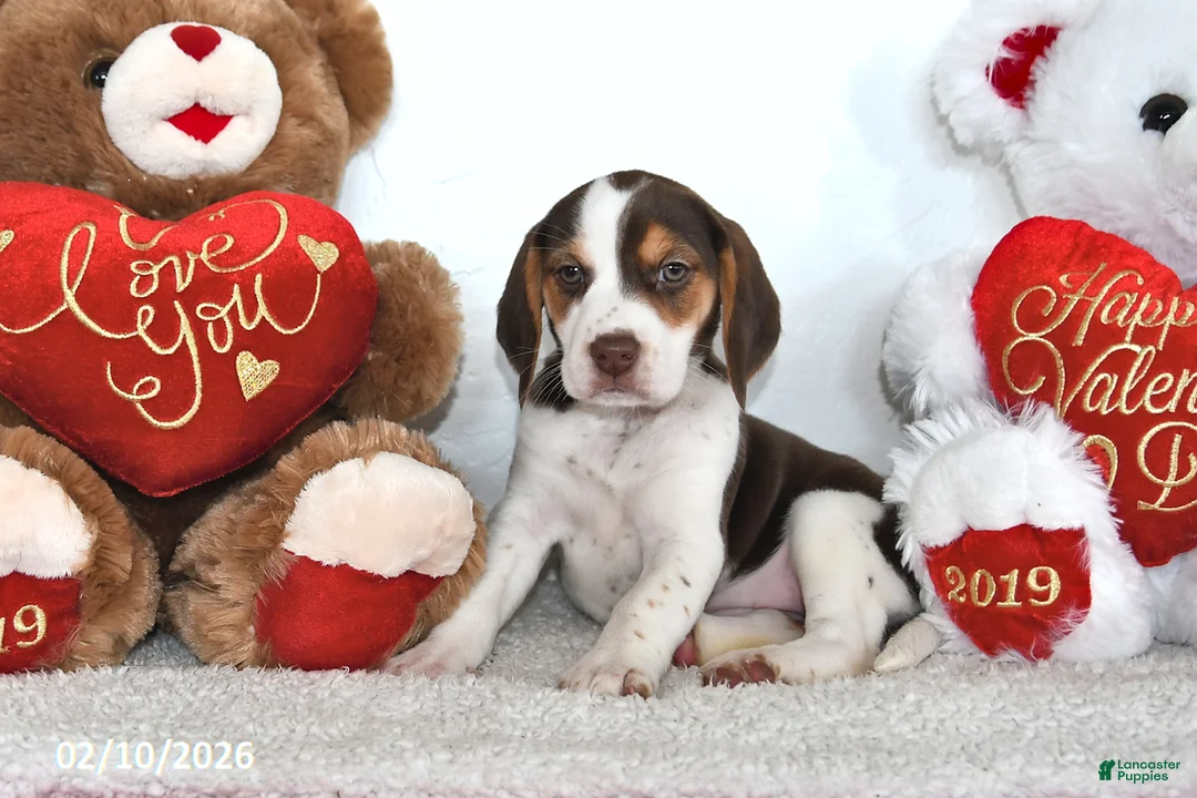 Beagle dogs for sale: Piper - Ad 3