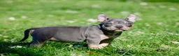 American Bully dogs for sale: Blue Tri female  - Ad 3