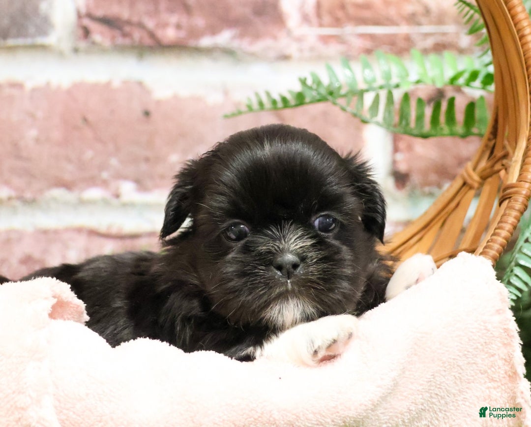 Shih Tzu dogs for sale: Harper - Ad 5