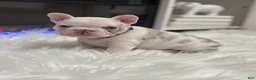 French Bulldog dogs for sale: Nola - Ad 9