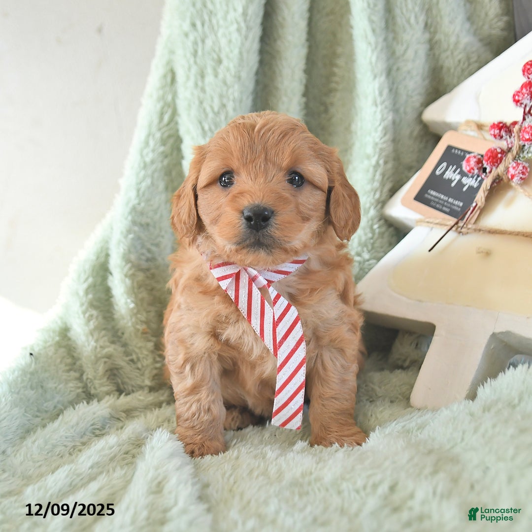 Mini Goldendoodle dogs for sale: Baylor  - Ad 3