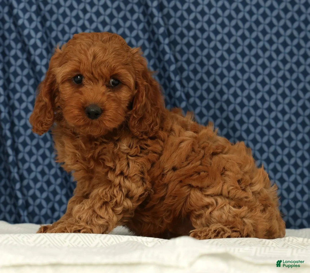 Cockapoo dogs for sale: Luna - Ad 2