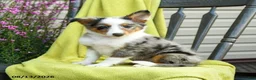 Shetland Sheepdog dogs for sale: Sterling - Ad 4