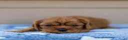Cavalier King Charles Spaniel dogs for sale: Olive Cavalier King Charles Spaniel  - Ad 3