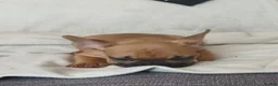 French Bulldog dogs for sale: French Bulldog 2 - Ad 2