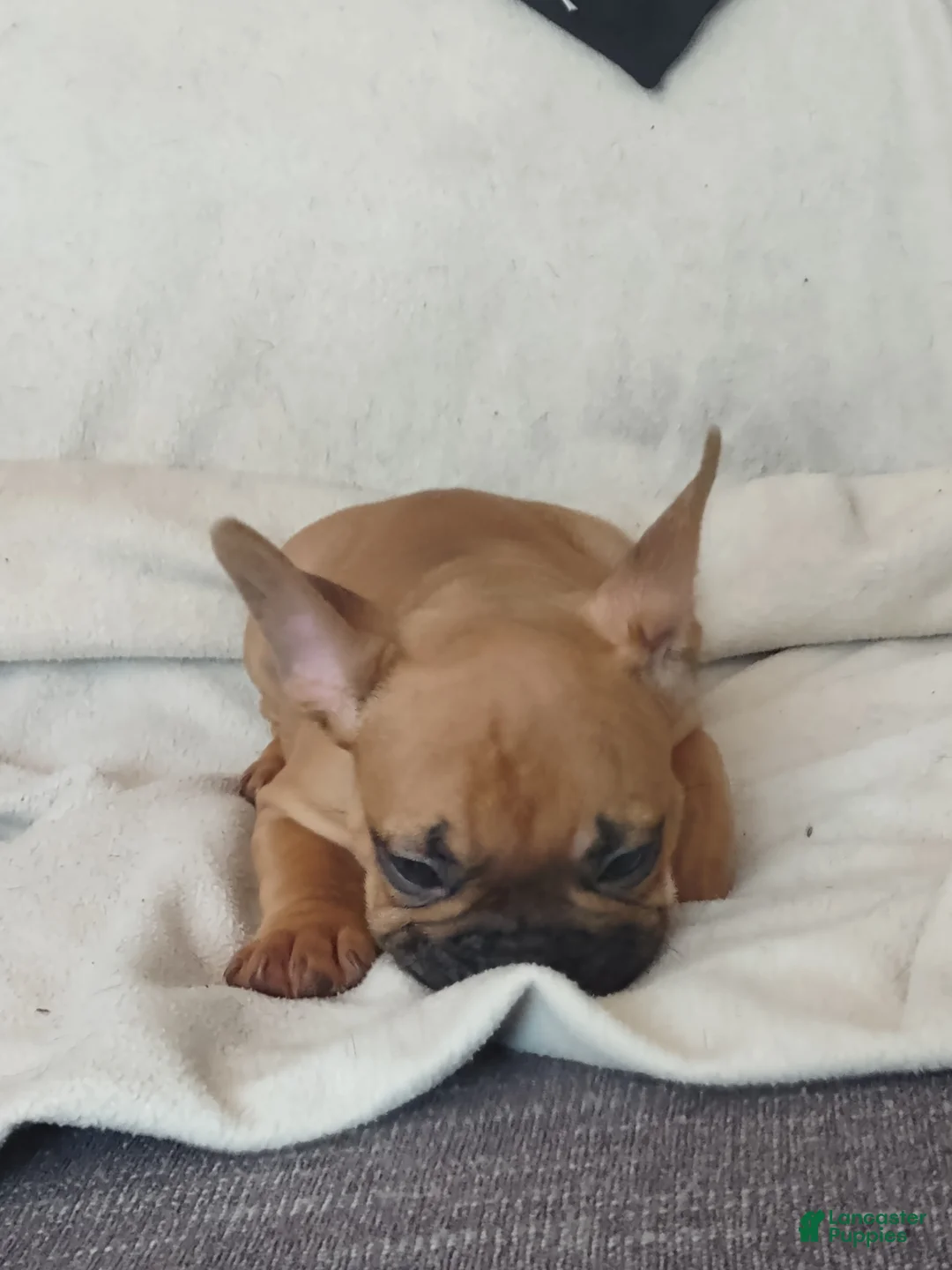 French Bulldog dogs for sale: French Bulldog 2 - Ad 2