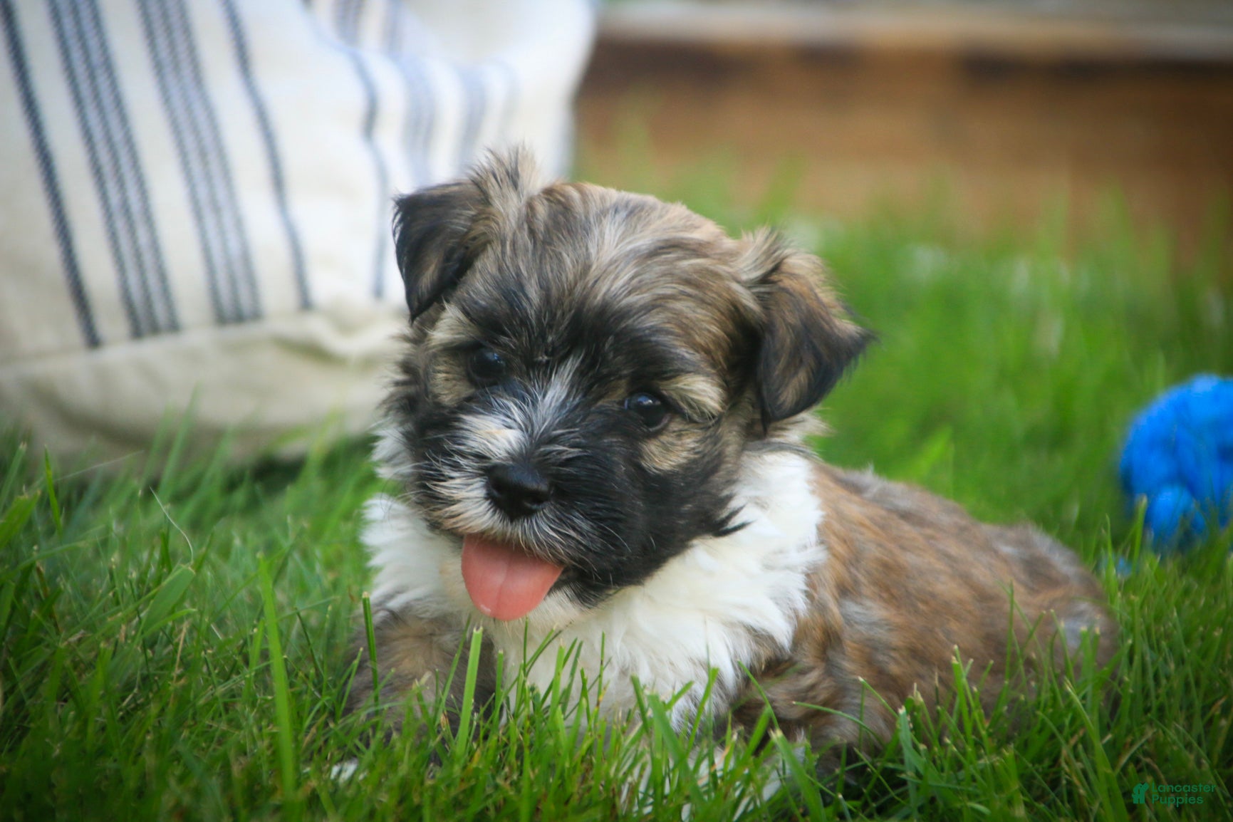 Havanese dogs Rookie Havanese  - Ad 1