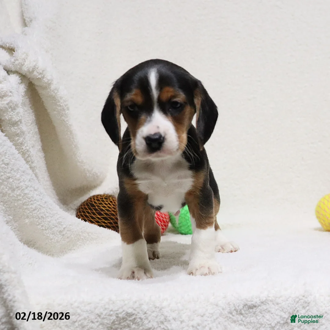 Beagle dogs for sale: Nigel - Ad 5