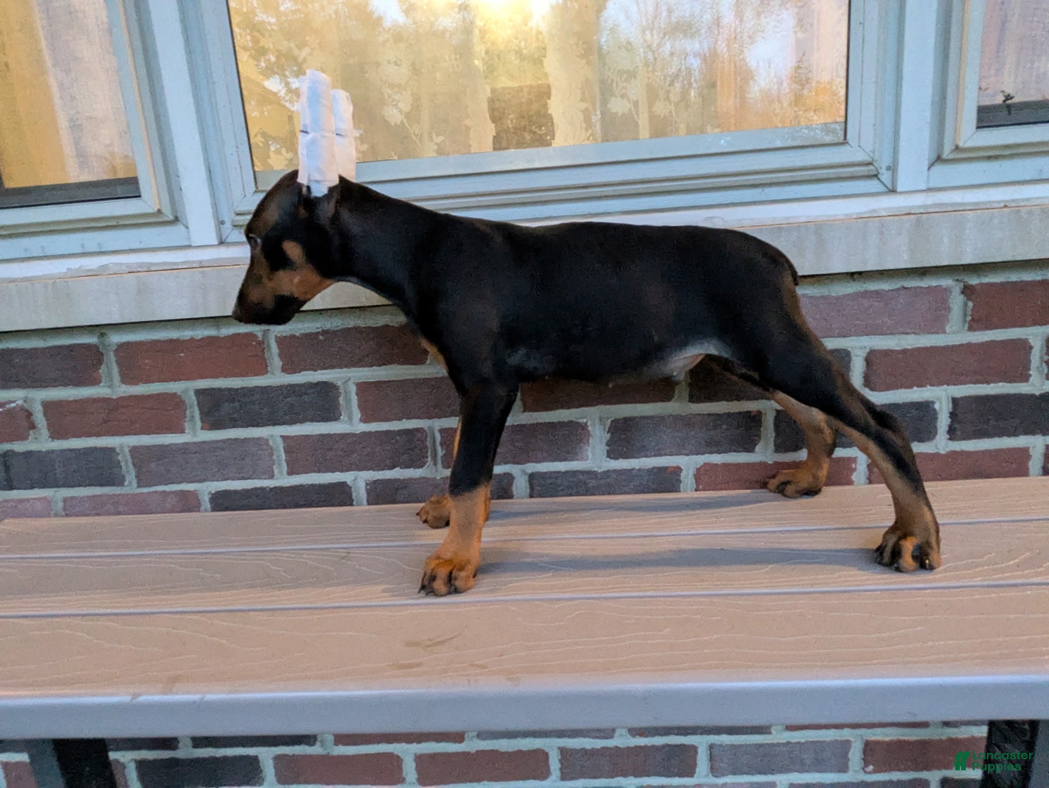 Doberman Pinscher dogs Havoc - Ad 2