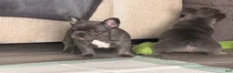 French Bulldog dogs for sale: French Bulldog Puppy 1 - Ad 3