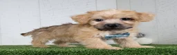 Yochon dogs for sale: Bowser - Ad 3